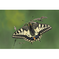 schwalbi-stack-5105871+72.jpg (Freddie)