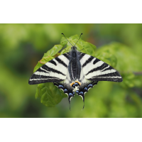 segel-stack-4277677-80.jpg (Freddie)