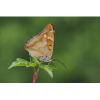 Ein Kleiner Schillerfalter...
(Freddie) schiller-stack-6171152-62.jpg (Freddie)