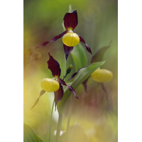 030623_0283_bea_groß.jpg (wolfram schurig)