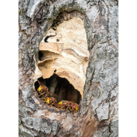 nest02.jpg (rincewind)