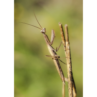 Mantis02.jpg (rincewind)