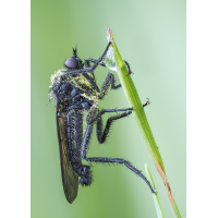 Bitte zum Tanz
(rincewind) tanzfliege 01.jpg (rincewind)