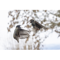 schreien01.jpg (rincewind)