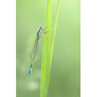 SCD_1018.jpg (mamarkus)