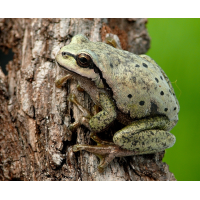 aubfrosch_farbvarianten__10__passig_gemacht.jpg (jochen rodenkirchen)