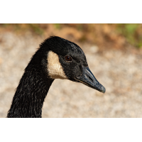 Gans 7a 2023.jpg (klaus57)