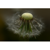 Pusteblume 2a 2025.jpg (klaus57)
