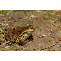 Frosch 3a 2025.jpg (klaus57)