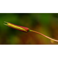 Gemeine Nachtkerze (Oenothera biennis)
(klaus57) Gemeine Nachtkerze (Oenothera biennis) 2a 2025.jpg (klaus57)