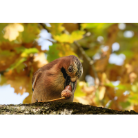 Eichelhäher
(klaus57) Eichelhäher 8a 2025.jpg (klaus57)