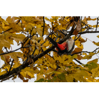 Frühsport ist angesagt
(klaus57) Buntspecht 3a 2025.jpg (klaus57)