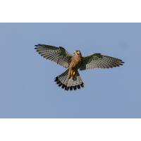 Mein kleiner Engel
(klaus57) Turmfalke 601a 2025.jpg (klaus57)