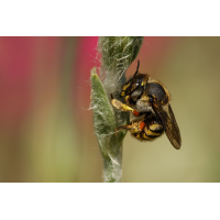 Wollbiene 9a 2025.jpg (klaus57)