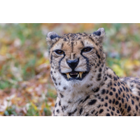 Gepard 7a 2025.jpg (klaus57)