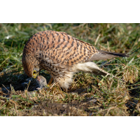 Lady bei der Jause
(klaus57) Turmfalke 76a 2026.jpg (klaus57)