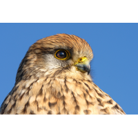 Eine Augenweide
(klaus57) Turmfalke 122a 2026.jpg (klaus57)