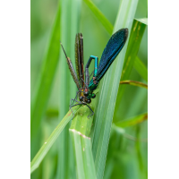 Prachtlibelle 56b 2025.jpg (klaus57)