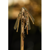 Adonislibelle 44a 2025.jpg (klaus57)