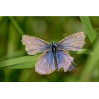 Bläuling 12a 2025.jpg (klaus57)