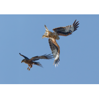 Schwarzmilan 159a 2025.jpg (klaus57)