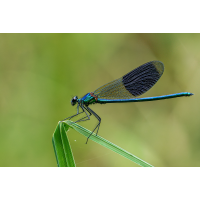 Prachtlibelle m. für Ute
(klaus57) Prachtlibelle 57b 2025.jpg (klaus57)