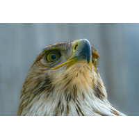 Adler 9a 2025.jpg (klaus57)