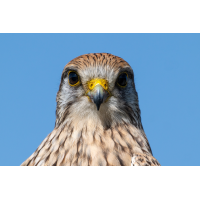 Turmfalke 137a 2026.jpg (klaus57)