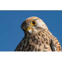 Turmfalke 140a 2026.jpg (klaus57)