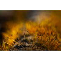 Moos 1a 2026.jpg (klaus57)