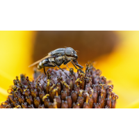 Fliege 4b 2025.jpg (klaus57)