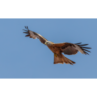 Neues Monat, neues Bild
(klaus57) Rotmilan 53b 2026.jpg (klaus57)