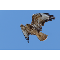Mäusebussard
(klaus57) Mäusebussard 77a 2026.jpg (klaus57)