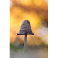 _MG_9076-Bearbeitet Kopie.jpg (piper)