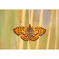 _MG_0248_2.jpg (piper)