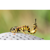 Wespenpaarung
(piper) _MG_0951_1.jpg (piper)