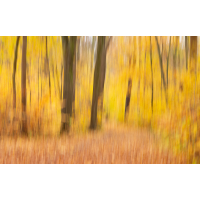 _MG_1226_1.jpg (piper)