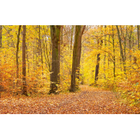 Golden....
(piper) _MG_1225_1.jpg (piper)