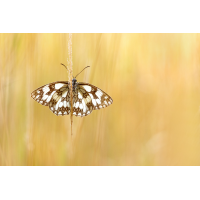 _MG_0593_1.jpg (piper)