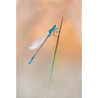 Libelle im Abendlicht
(piper) _MG_9983_2.jpg (piper)