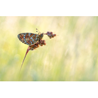 _MG_8009_3.jpg (piper)