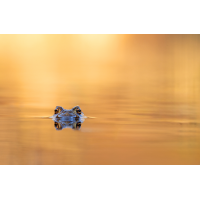 _MG_0469_1.jpg (piper)