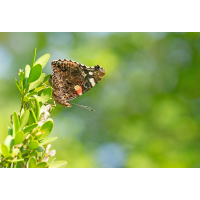 Einer von vielen...
(piper) _MG_2812_1.jpg (piper)