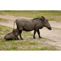 Warzenschwein-2547.jpg (Harald Esberger)