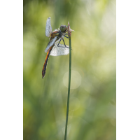 Blutrote Heidelibelle-.jpg (Harald Esberger)
