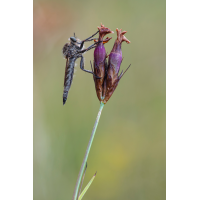 schlichte Raubfliege-7697.jpg (Harald Esberger)