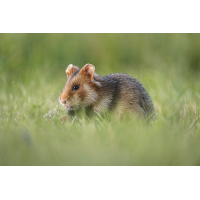 Feldhamster
(Harald Esberger) Faldhamster-.jpg (Harald Esberger)