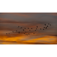 Kraniche
(Harald Esberger) Kraniche -1145.jpg (Harald Esberger)