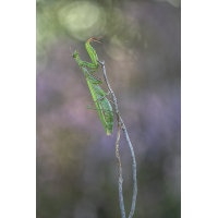 Mantis -2.jpg (Harald Esberger)