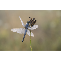Libelle mit Morgentau
(Harald Esberger) Blaupfeil-7766.jpg (Harald Esberger)